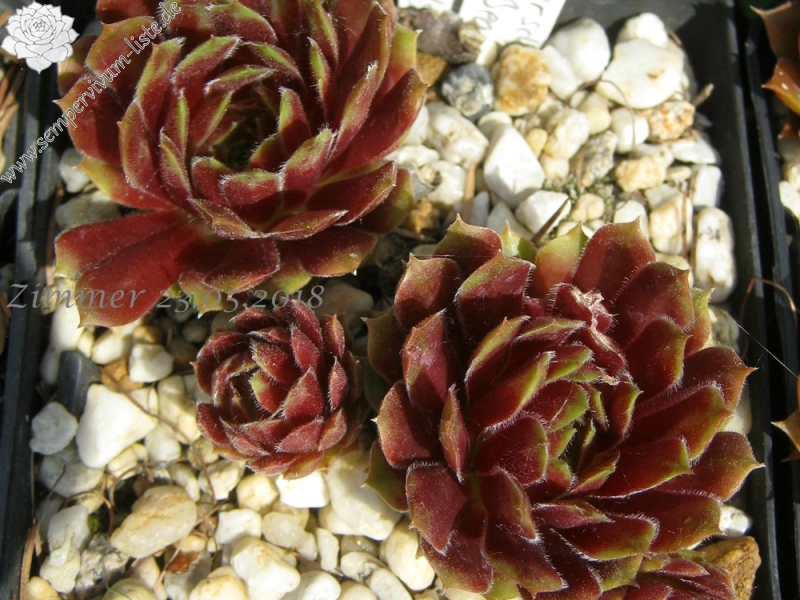 Zomerschoon of Beauty