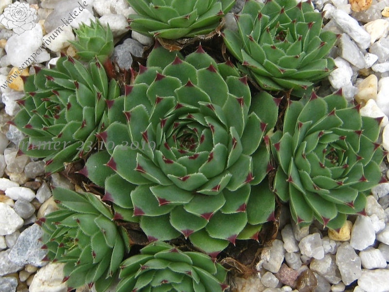 calcareum from La Mata de la Riba