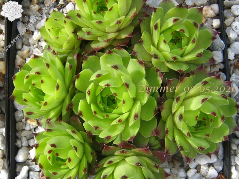 calcareum from La Mata de la Riba