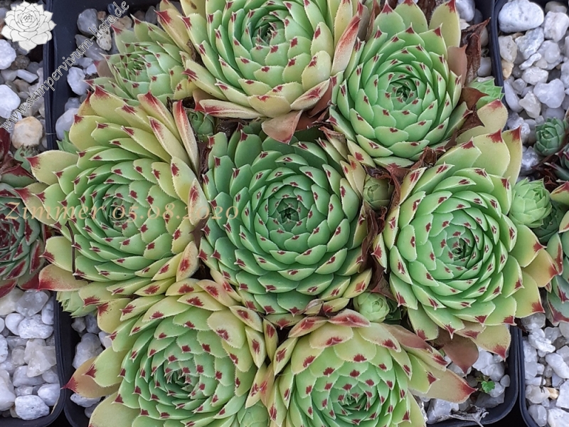 calcareum from La Mata de la Riba