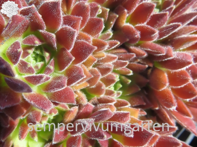 Strawberry Frosting