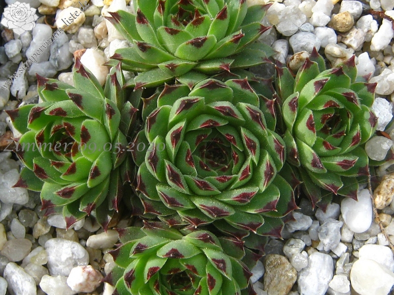 calcareum from Col de la St. Michel (Typ B)