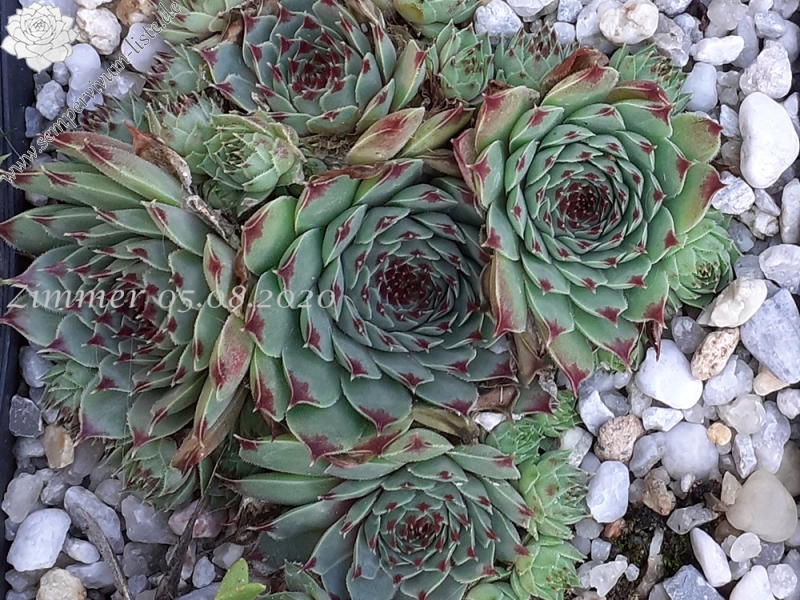 calcareum from Col de la St. Michel (Typ B)