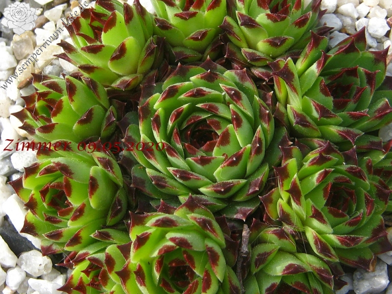 calcareum from Montagne de la Madone d'Utelle, 1200m