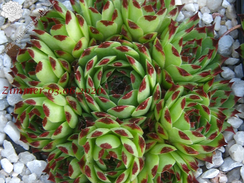 calcareum from Montagne de la Madone d'Utelle, 1200m