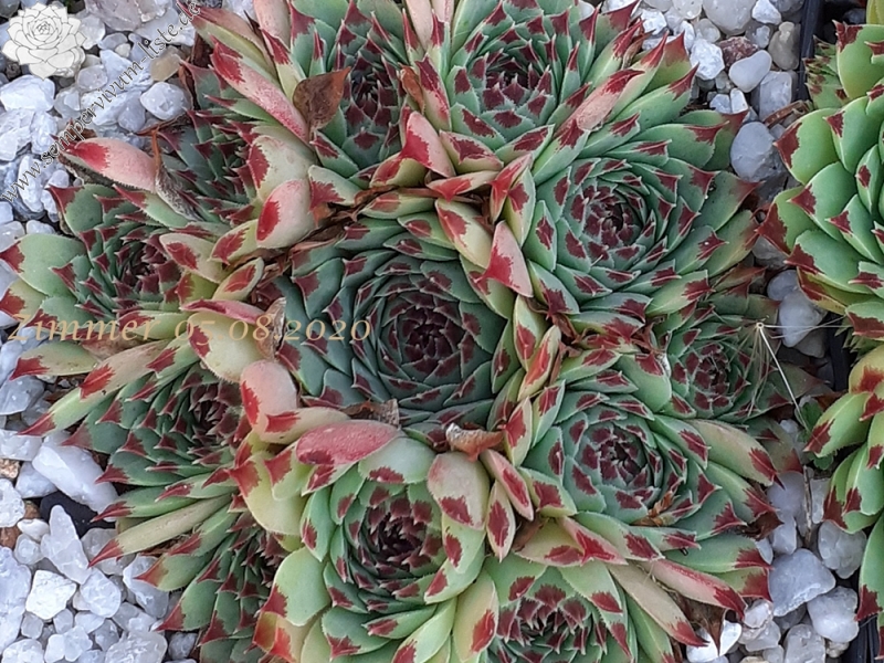 calcareum from Montagne de la Madone d'Utelle, 1200m