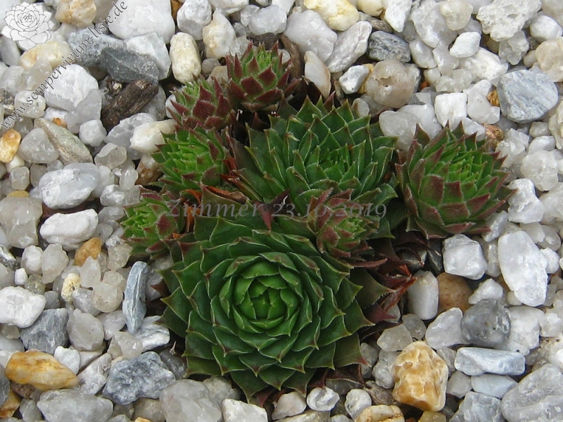 calcareum cf. from La Bernarde