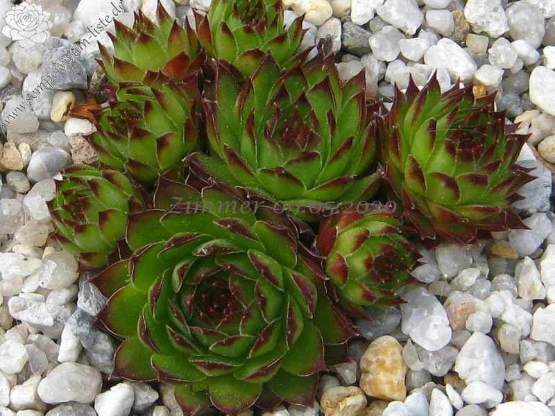 calcareum cf. from La Bernarde