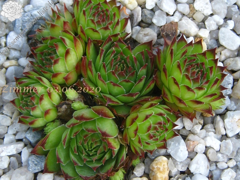 calcareum cf. from La Bernarde