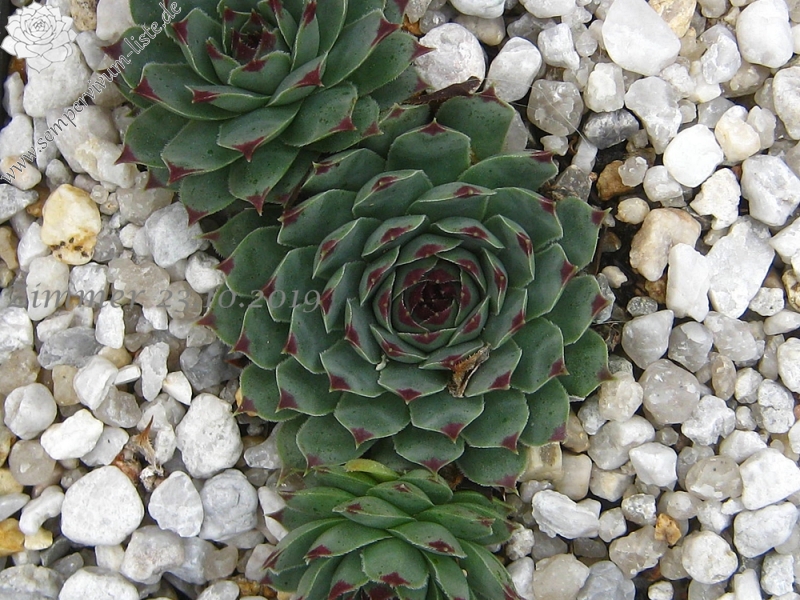 calcareum from Étroit des Cavaliers, Gorges du Verdon