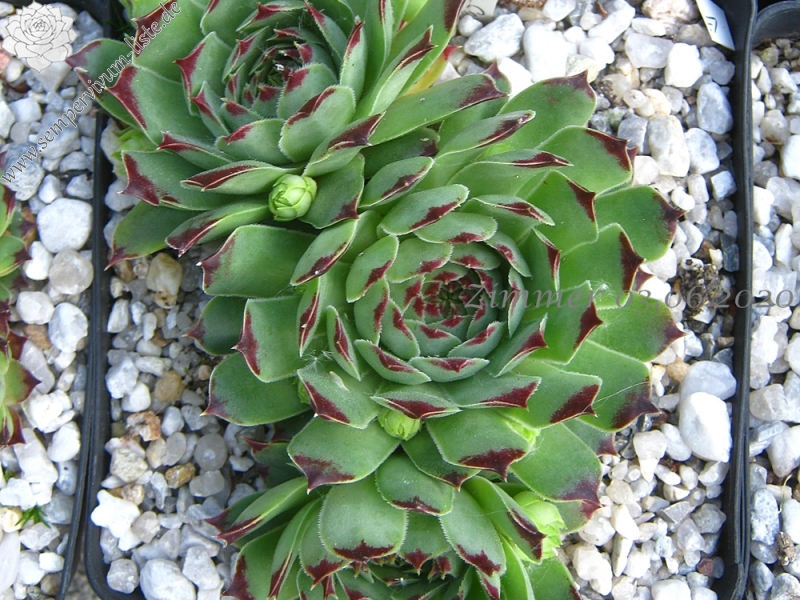calcareum from Étroit des Cavaliers, Gorges du Verdon