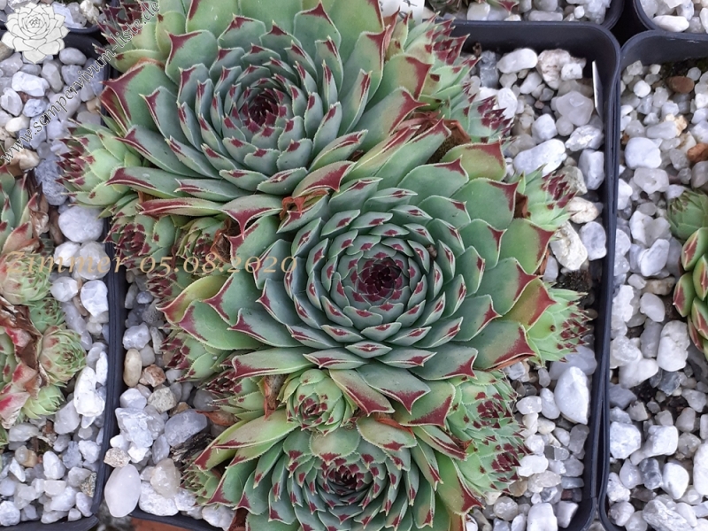 calcareum from Étroit des Cavaliers, Gorges du Verdon