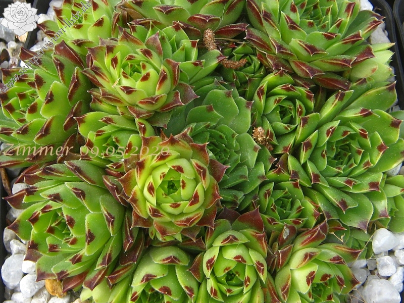 calcareum from Gréolières-les-Neiges