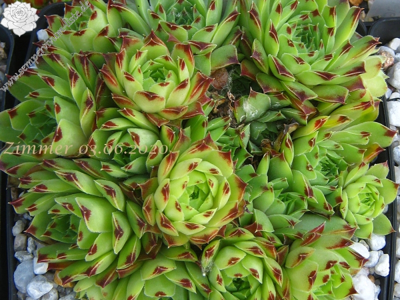 calcareum from Gréolières-les-Neiges