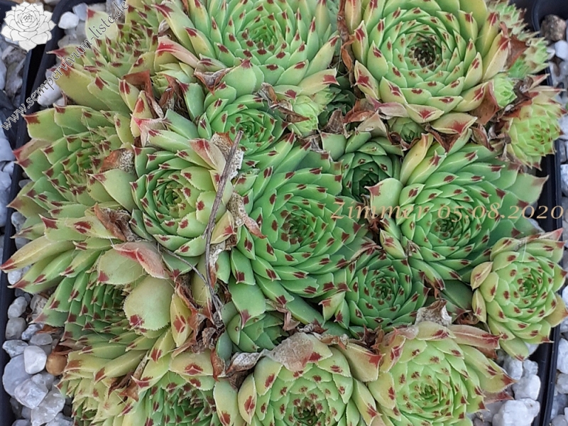 calcareum from Gréolières-les-Neiges