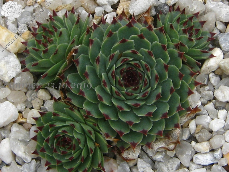 calcareum from Col du Noyer (PH1567)