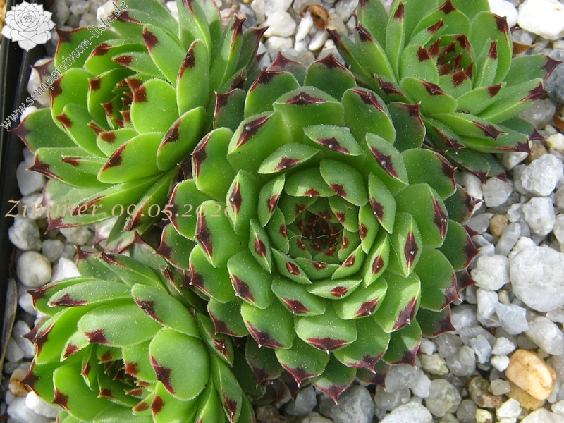 calcareum from Col du Noyer (PH1567)