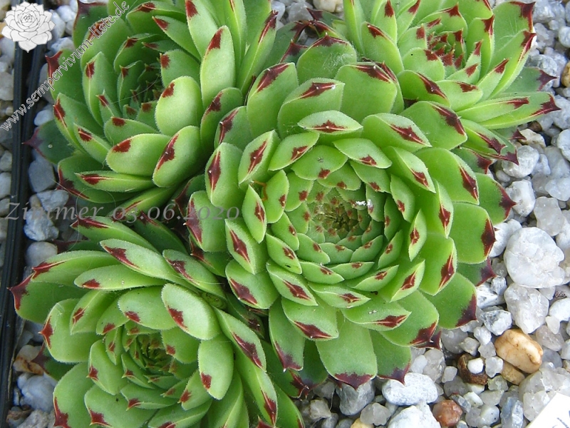 calcareum from Col du Noyer (PH1567)