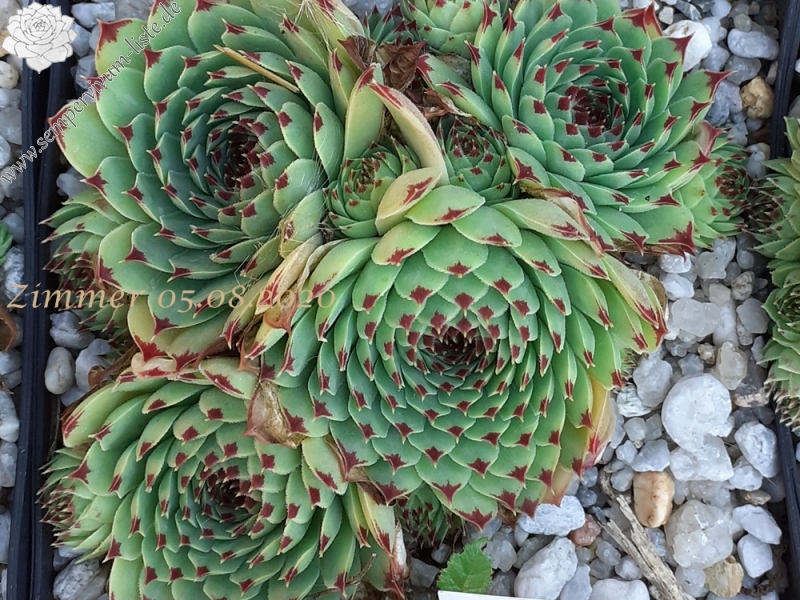 calcareum from Col du Noyer (PH1567)