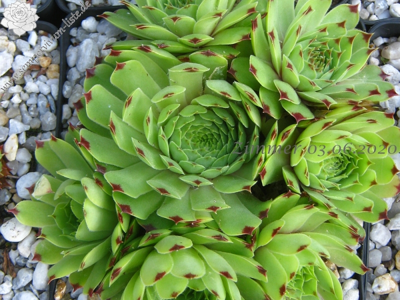 calcareum from Col du Noyer (PH1569)