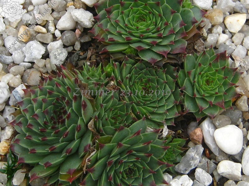 calcareum from Col Bayard, 1430m