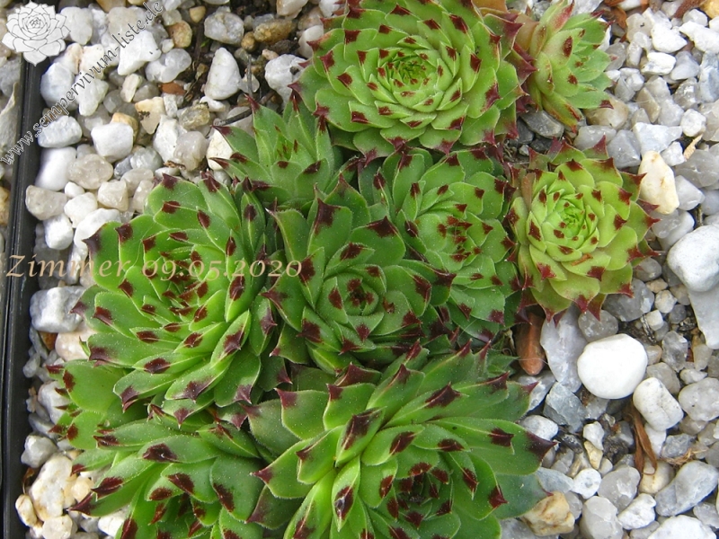 calcareum from Col Bayard, 1430m