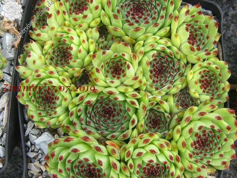 calcareum from Col Bayard, 1430m