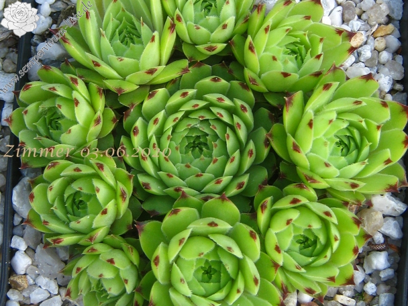 calcareum from Col Bayard, 1650m