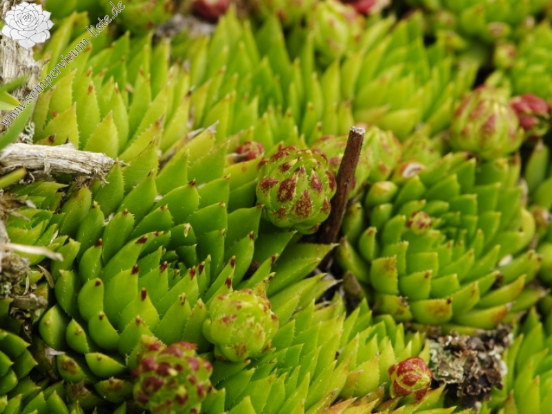 globiferum ssp. hirtum (preissianum) from Malý Fatranský Kriváň