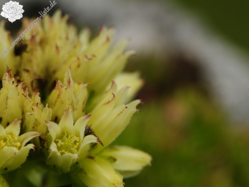 globiferum ssp. hirtum (preissianum) from Malý Fatranský Kriváň