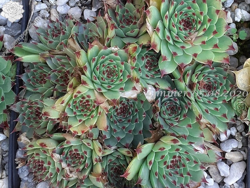 calcareum from Col Bayard