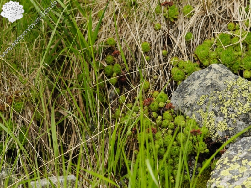 montanum ssp. carpathicum from Ostrva, N Abhang