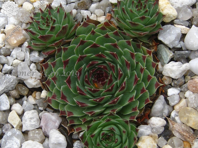 calcareum from La Tour-sur-Tinée