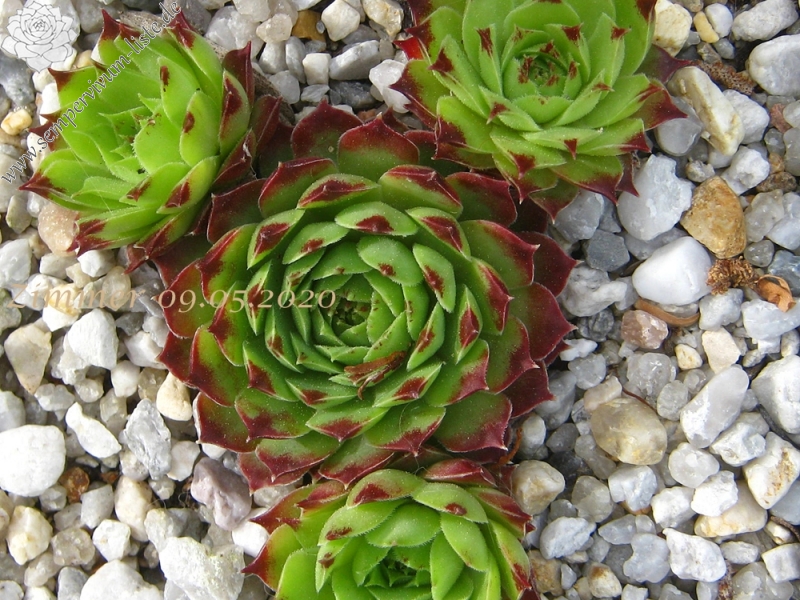 calcareum from La Tour-sur-Tinée