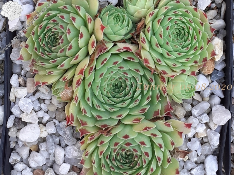 calcareum from La Tour-sur-Tinée