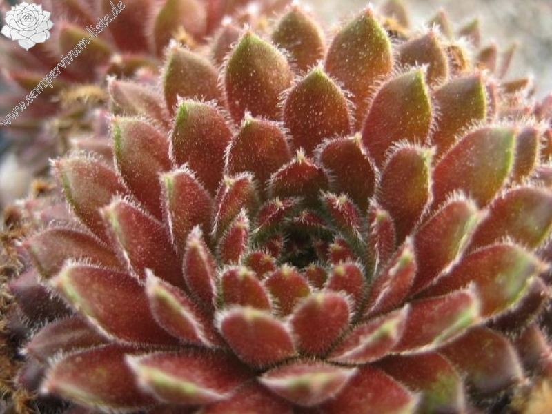 Apricot Blush