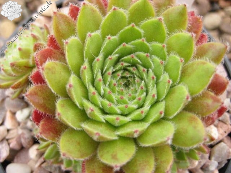 Apricot Blush