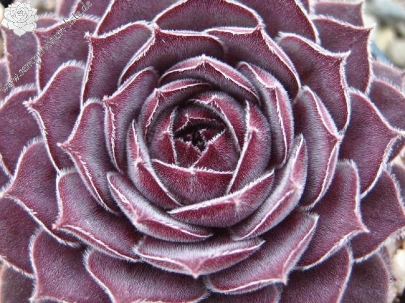 Belladonna
