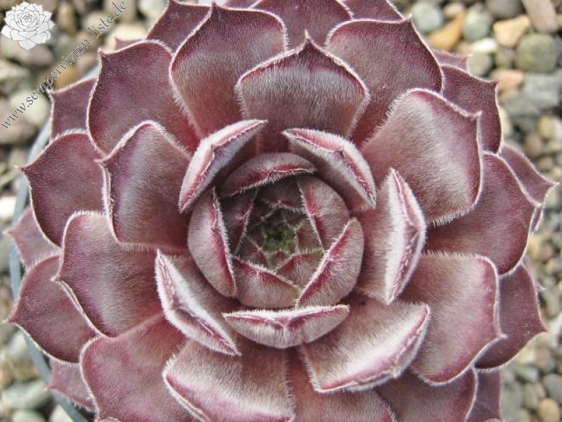 Belladonna