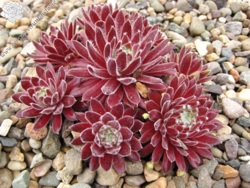 Crimson Velvet