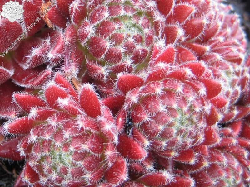 Crimson Velvet