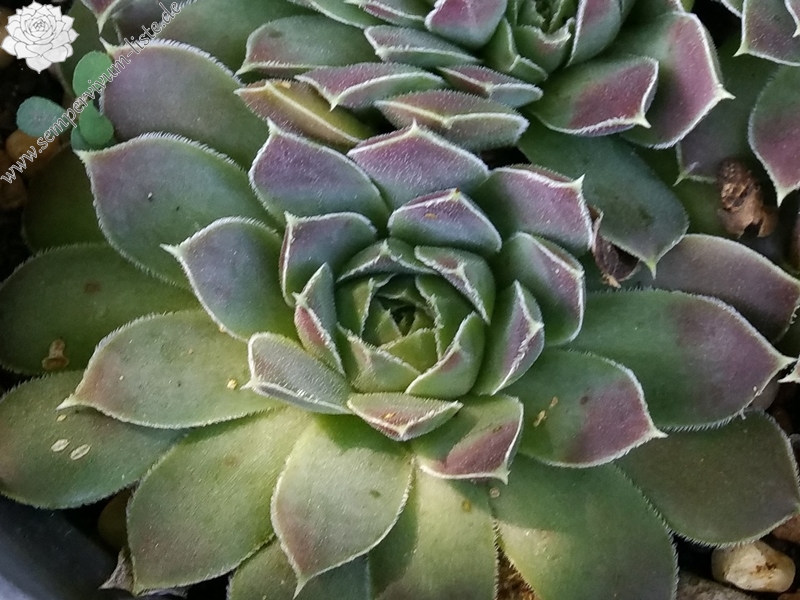 Carl von Linné / Jovi