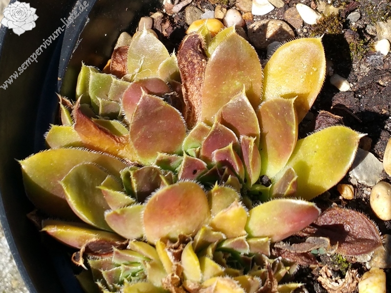 Christoffelina / Jovi