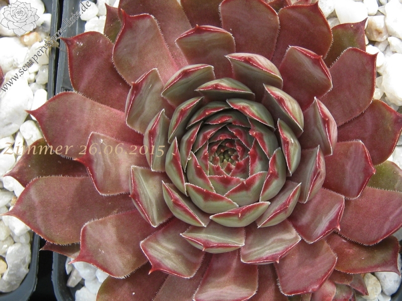 Blauer Ritter