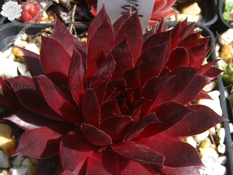 Diavolo