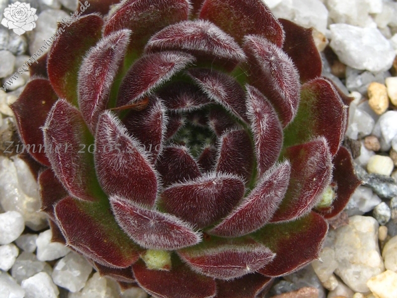 Markulinae
