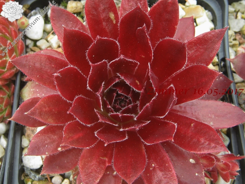 Pacific Hairy Hep