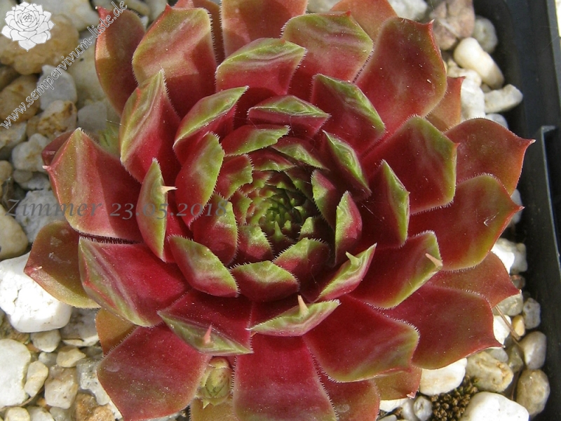 Pink Dazzler