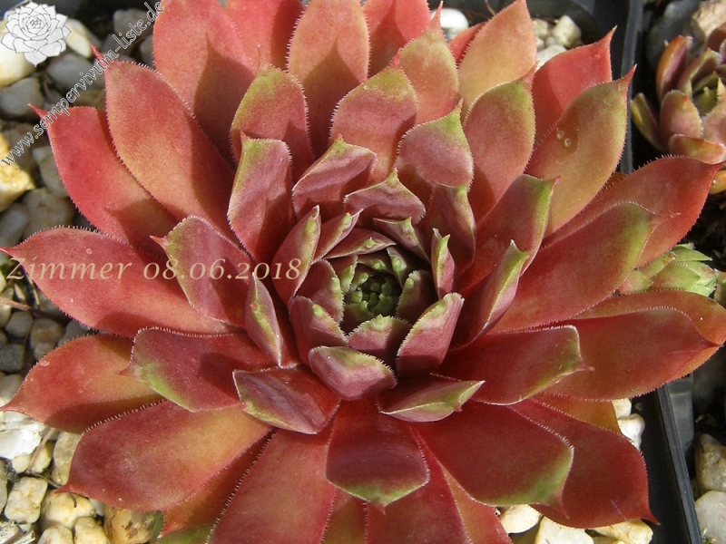 Pinnacle Pink