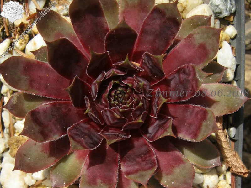 Purple Dazzler